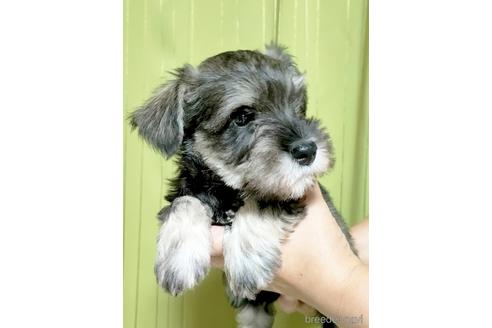 成約済の埼玉県のミニチュアシュナウザー-180178の3枚目