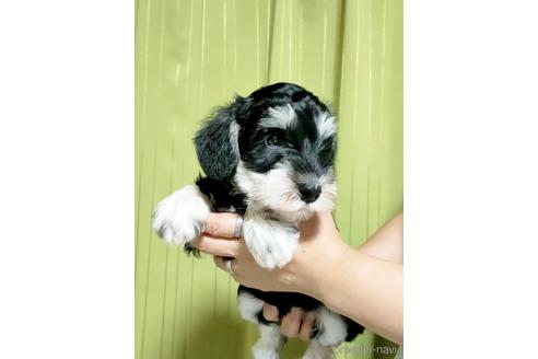 成約済の埼玉県のミニチュアシュナウザー-180586の2枚目