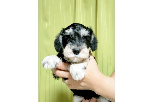 成約済の埼玉県のミニチュアシュナウザー-180586の3枚目