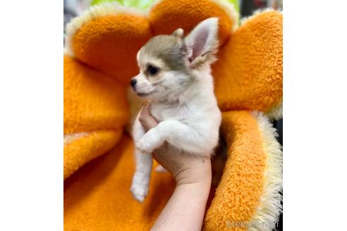 成約済の神奈川県のチワワ(ロングコート)-179995の20枚目