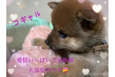 成約済の福岡県の豆柴-187889の17枚目