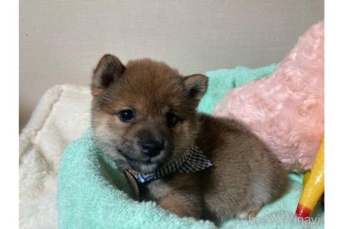 成約済の福岡県の豆柴-187889の16枚目