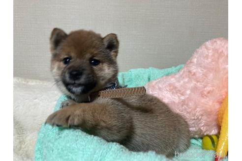 成約済の福岡県の豆柴-187889の15枚目