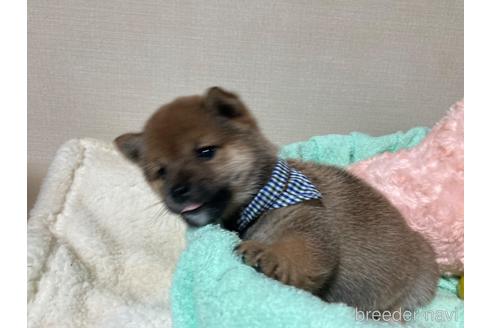 成約済の福岡県の豆柴-187889の14枚目