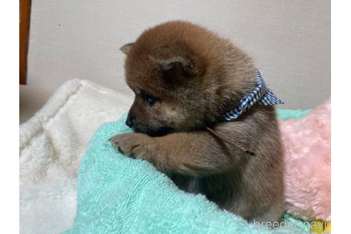 成約済の福岡県の豆柴-187889の12枚目