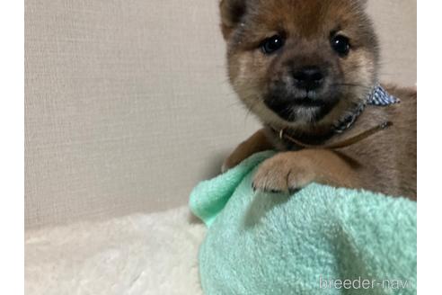 成約済の福岡県の豆柴-187889の2枚目