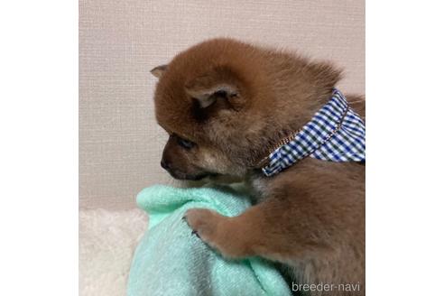 成約済の福岡県の豆柴-187889の10枚目