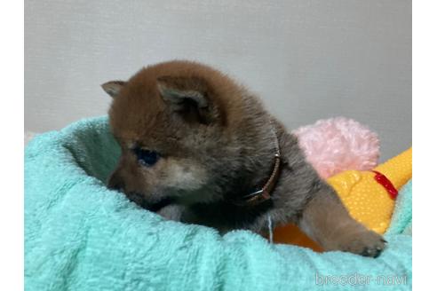 成約済の福岡県の豆柴-187889の9枚目