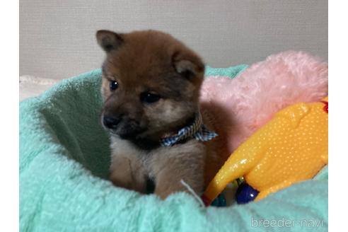 成約済の福岡県の豆柴-187889の8枚目