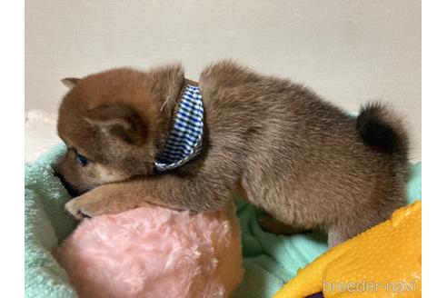 成約済の福岡県の豆柴-187889の6枚目