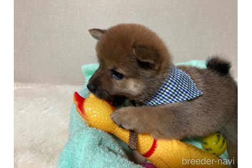 成約済の福岡県の豆柴-187889の3枚目