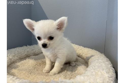 成約済の北海道のミックス犬-184714の4枚目