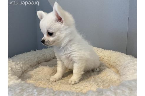 成約済の北海道のミックス犬-184714の3枚目