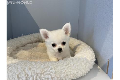成約済の北海道のミックス犬-184714の2枚目