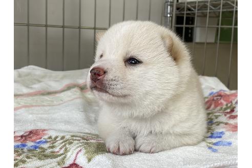 成約済の岡山県の豆柴-185411の3枚目