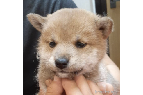 成約済の富山県の柴犬-187959の3枚目