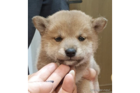 成約済の富山県の柴犬-187959の2枚目