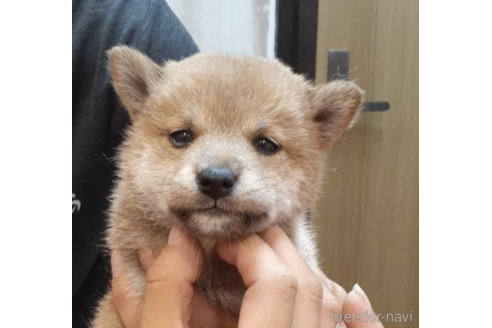 成約済の富山県の柴犬-187959の1枚目