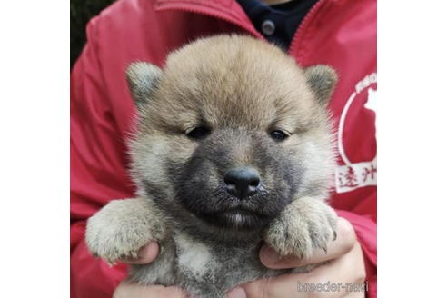 成約済の千葉県の柴犬-187980の1枚目