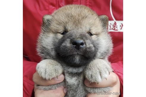 成約済の千葉県の柴犬-187979の1枚目