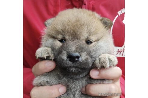 成約済の千葉県の柴犬-187983の1枚目