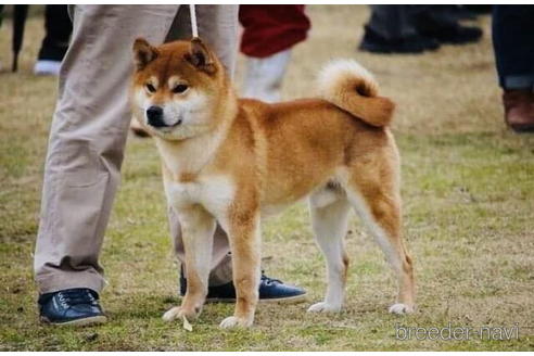 成約済の千葉県の柴犬-187986の3枚目