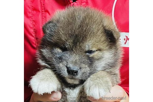 成約済の千葉県の柴犬-187986の1枚目