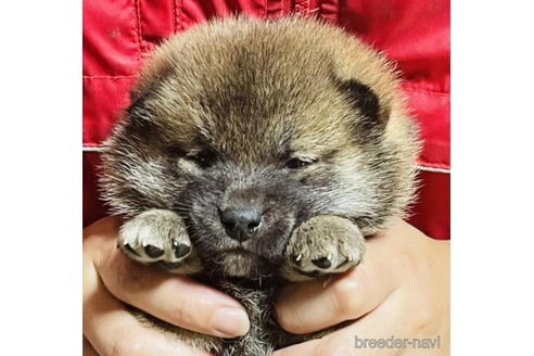 成約済の千葉県の柴犬-187988の1枚目