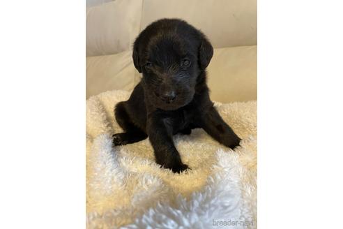 成約済の滋賀県のミックス犬-187997の1枚目
