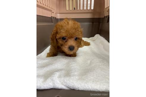 成約済の愛媛県のタイニープードル-188017の3枚目