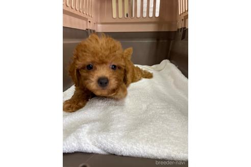 成約済の愛媛県のタイニープードル-188017の1枚目