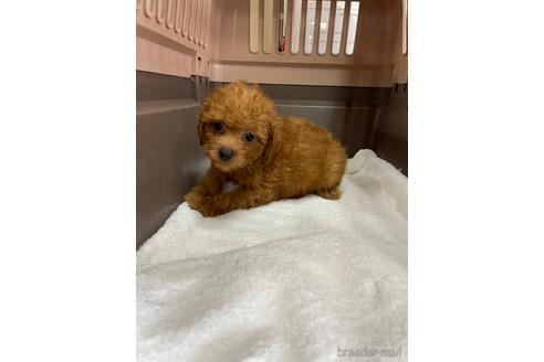 成約済の愛媛県のタイニープードル-188017の4枚目