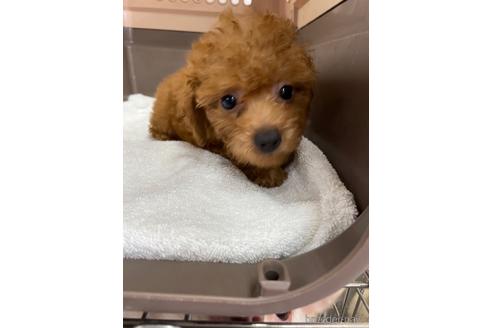 成約済の愛媛県のタイニープードル-188022の1枚目