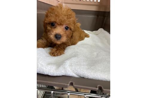 成約済の愛媛県のタイニープードル-188022の2枚目