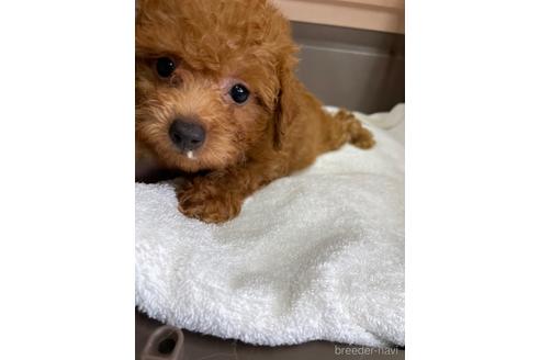 成約済の愛媛県のタイニープードル-188022の3枚目