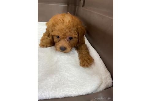 成約済の愛媛県のタイニープードル-188022の4枚目