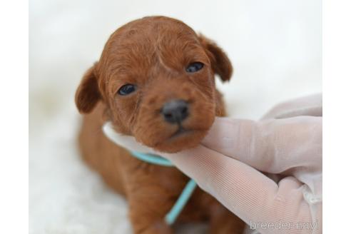 成約済の埼玉県のタイニープードル-188026の21枚目