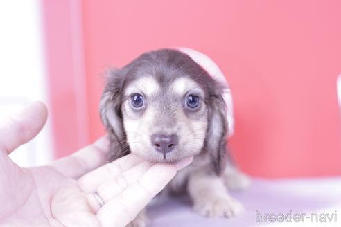 成約済の愛知県のカニンヘンダックスフンド(ロングヘアード)-183444の1枚目