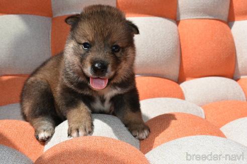 岡山県の四国犬 女の子 22 06 11生まれ 子犬が生まれました 子犬id 1032 ブリーダーナビ