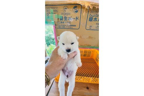 成約済の茨城県の豆柴-188042の1枚目