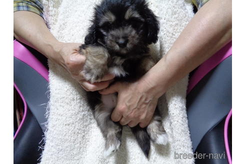 成約済の栃木県のマルックス:マルチーズ×ミニチュアダックスフンド-188064の10枚目