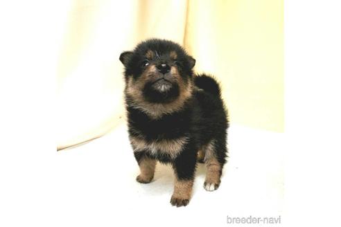 成約済の茨城県のミックス犬-186239の7枚目