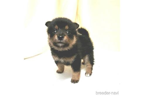 成約済の茨城県のミックス犬-186239の6枚目