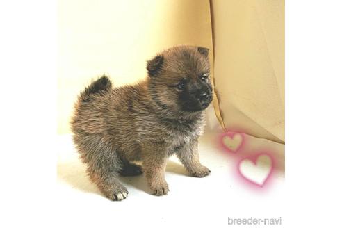 成約済の茨城県のミックス犬-186235の10枚目