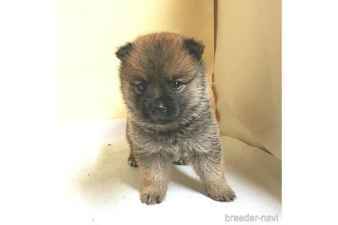 成約済の茨城県のミックス犬-186235の9枚目