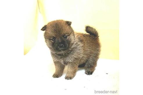 成約済の茨城県のミックス犬-186235の8枚目
