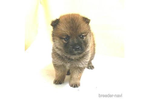 成約済の茨城県のミックス犬-186235の7枚目