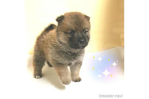 成約済の茨城県のミックス犬-186235の6枚目