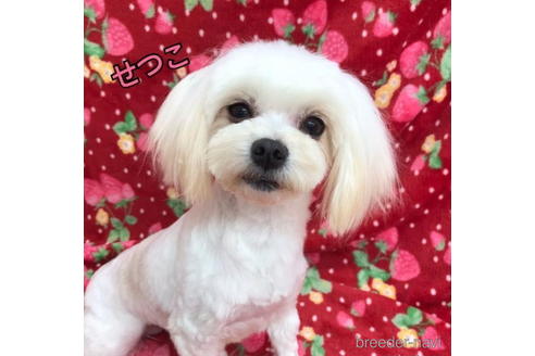 成約済の茨城県のマルチーズ-188078の4枚目