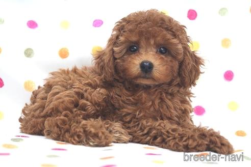成約済の福岡県のタイニープードル-188093の4枚目